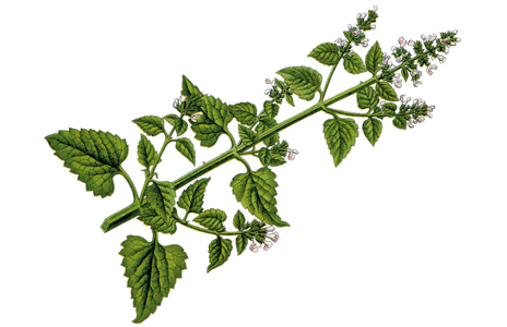 Cataire (Nepeta cataria ) : propriétés, bienfaits de cette plante