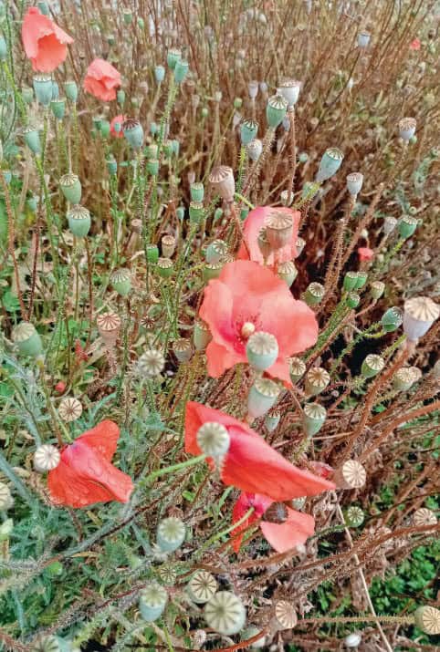 coquelicots