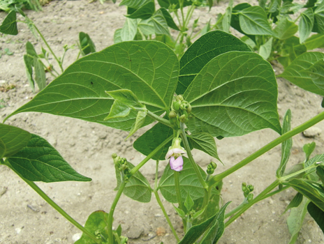Haricot (Phaseolus vulgaris) : les bienfaits de cette plante